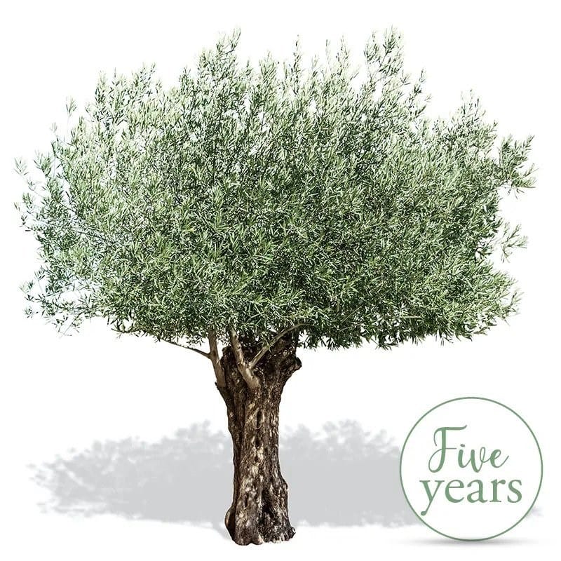 Tuscan Olive Groove Torciano - 5 years