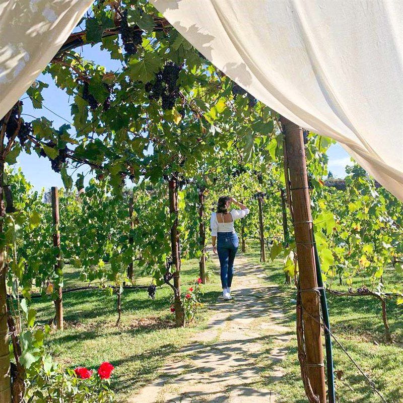 Cena nel Vigneto e Degustazione (x2 persone) - Buono Regalo