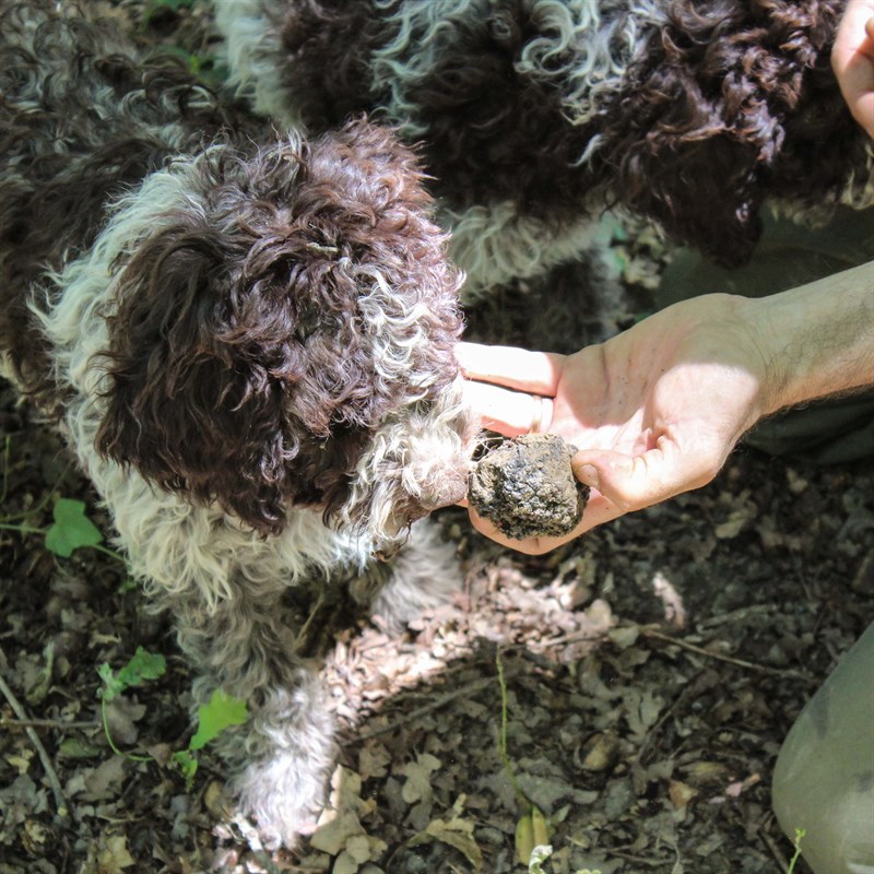 Torciano Hotel & Winery - 5 Days: Discover truffle and wine in Tuscany - Gift Voucher